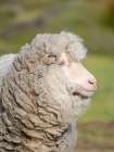 Merino sheep. Sheep farming of great economic importance to the Falkland Islands, Volunteer Point Art Print